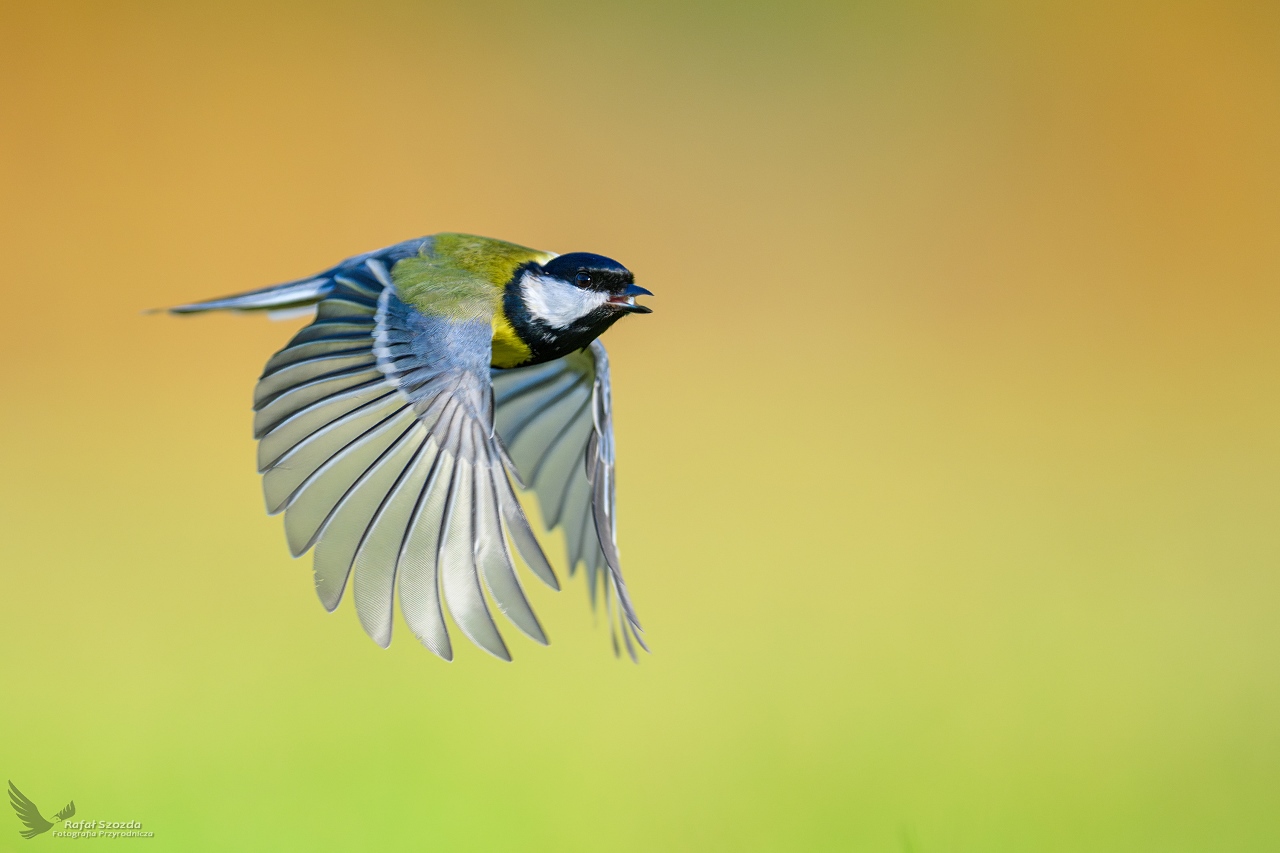 Sikora Bogatka, Eurasian Great Tit (Parus major) ...