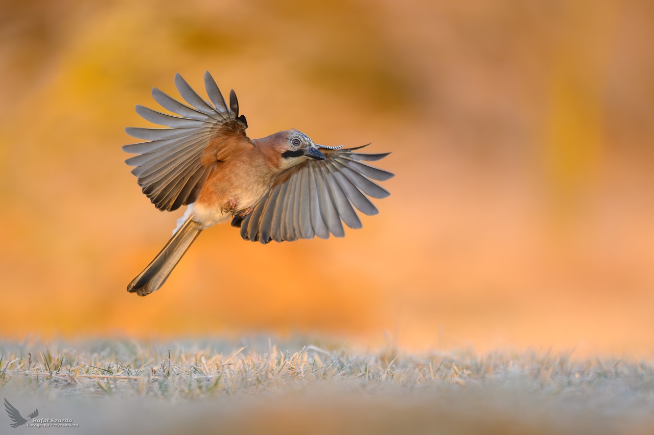 Sjka, Eurasian Jay (Garrulus glandarius) ... 2025r