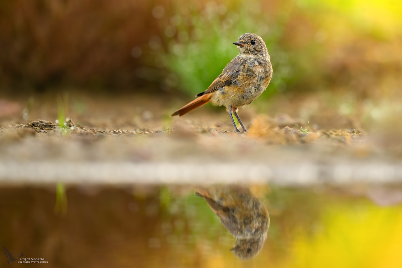 Rudzik - modzie, European Robin (Erithacus rubecula) ... 2025r