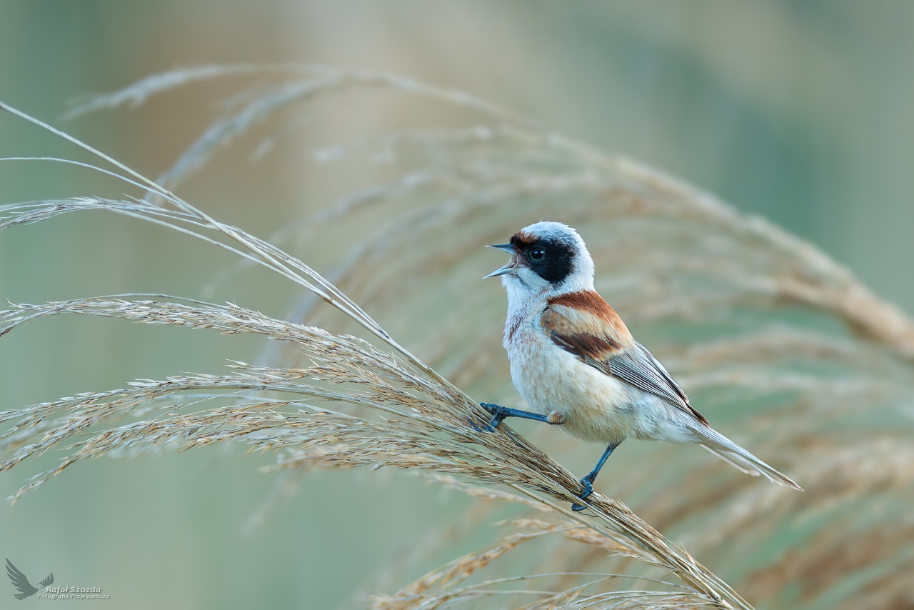 Remiz, Eurasian Penduline-Tit (Remiz pendulinus) ...