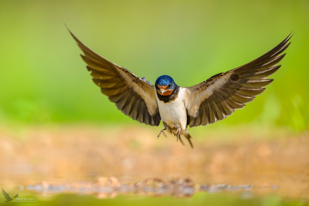 Dymwka, Barn Swallow (Hirundo rustica) ...
