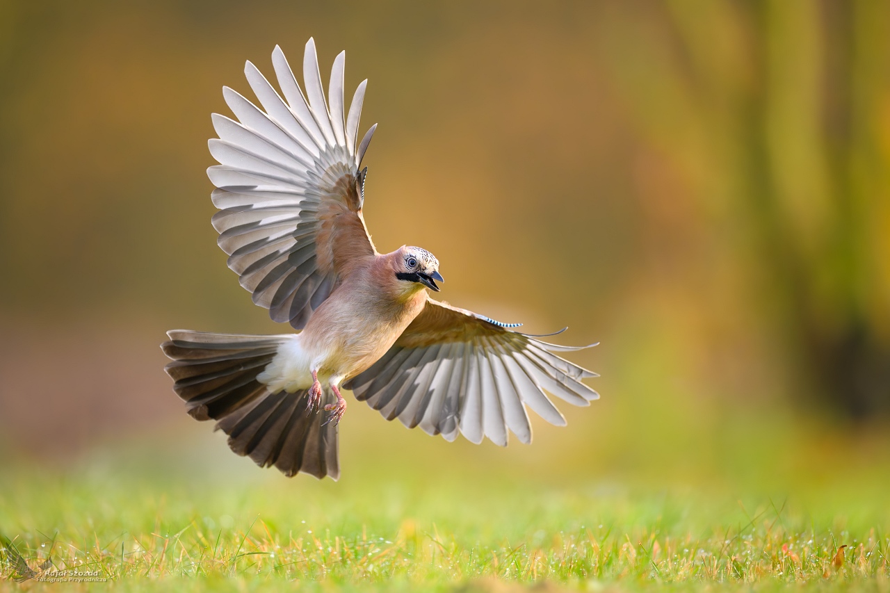 Sjka, Eurasian Jay (Garrulus glandarius) ...