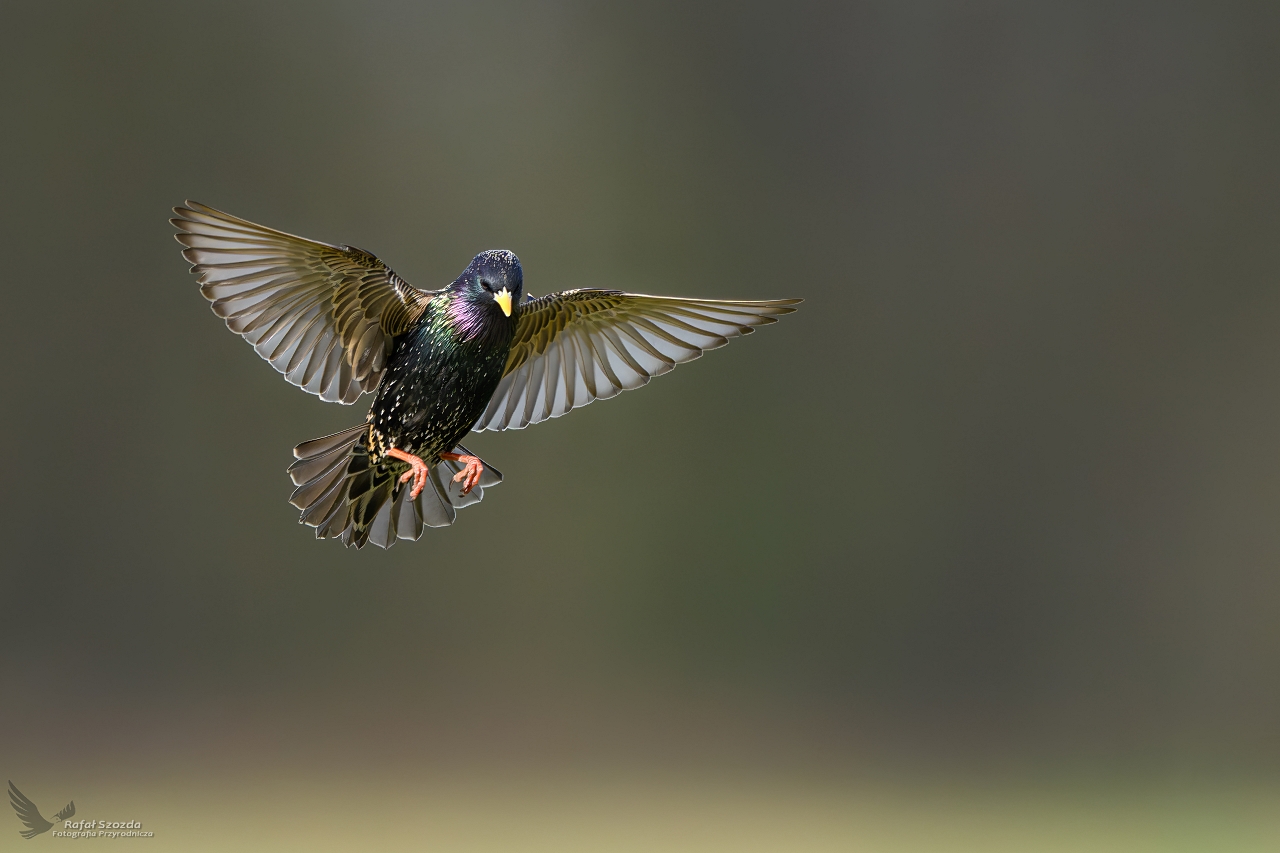 Szpak, Common Starling (Sturnus vulgaris) ... 2025r