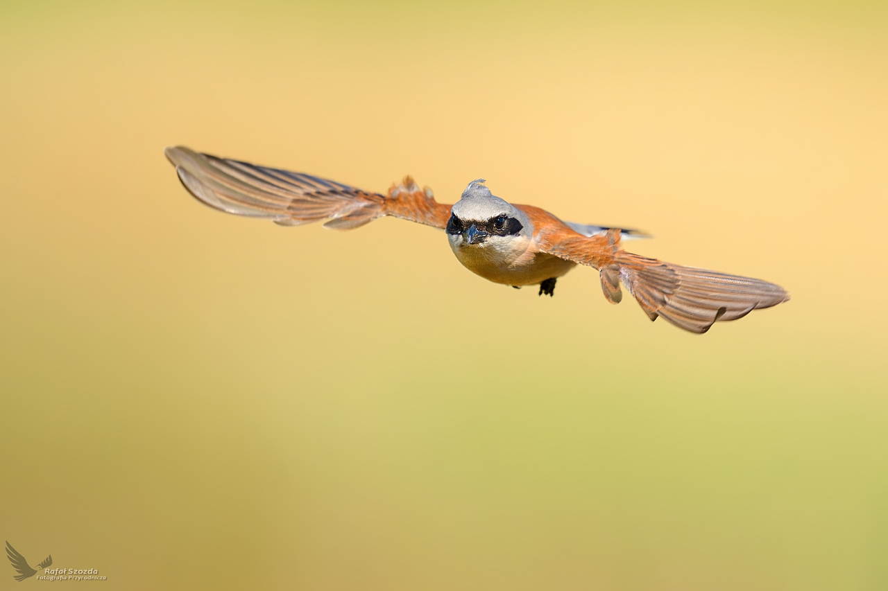 Gsiorek, Red-backed Shrike (Lanius collurio) ... 2025r