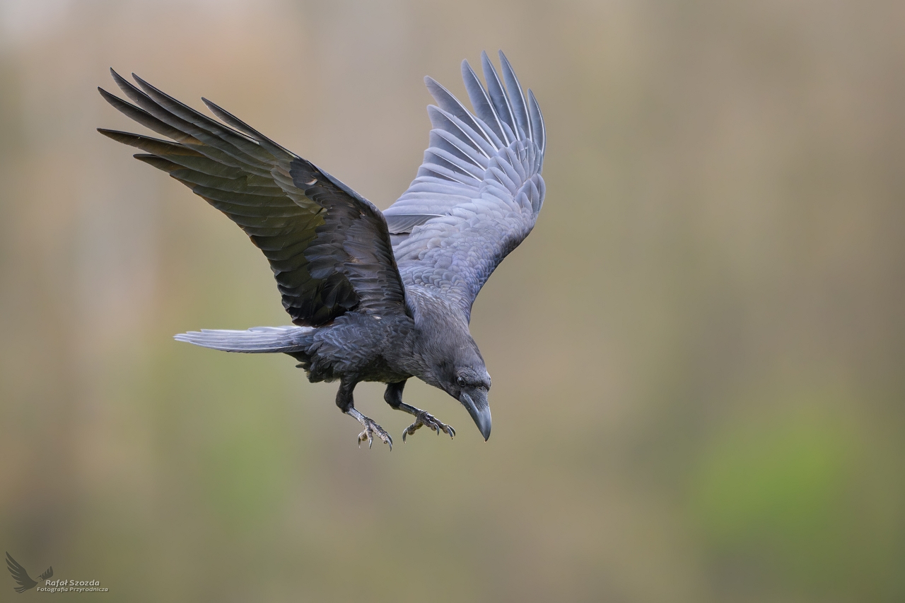 Kruk, Common Raven (Corvus corax) ... 2025r
