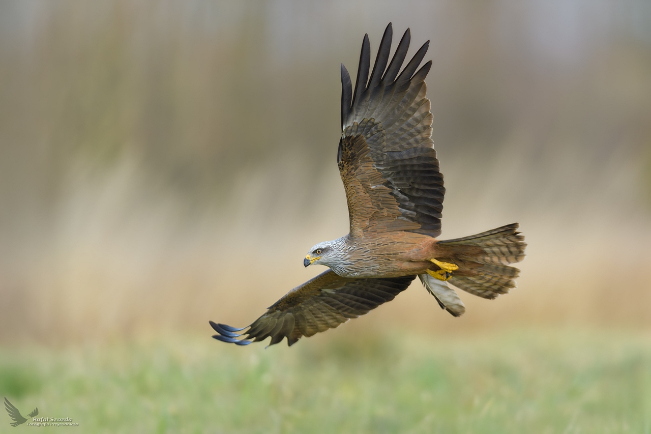 Kania Czarna, Black Kite (Milvus migrans) ...