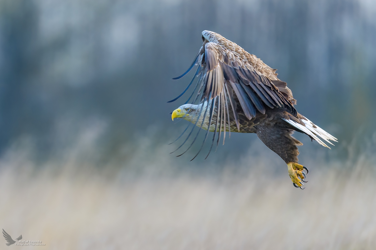 Bielik, White-tailed Eagle (Haliaeetus albicilla) ...