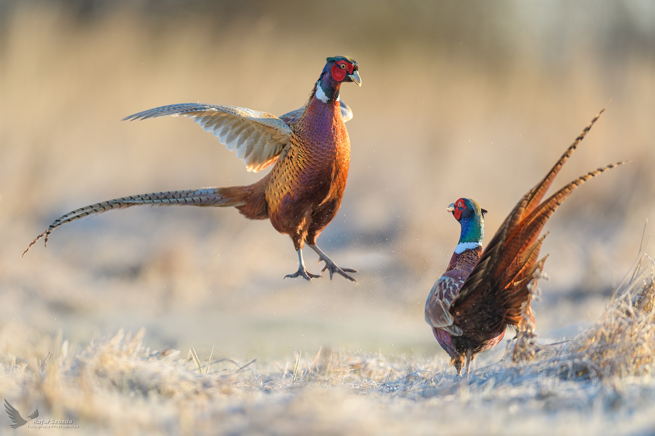 Baanty, Common Pheasant (Phasianus colchicus) ...