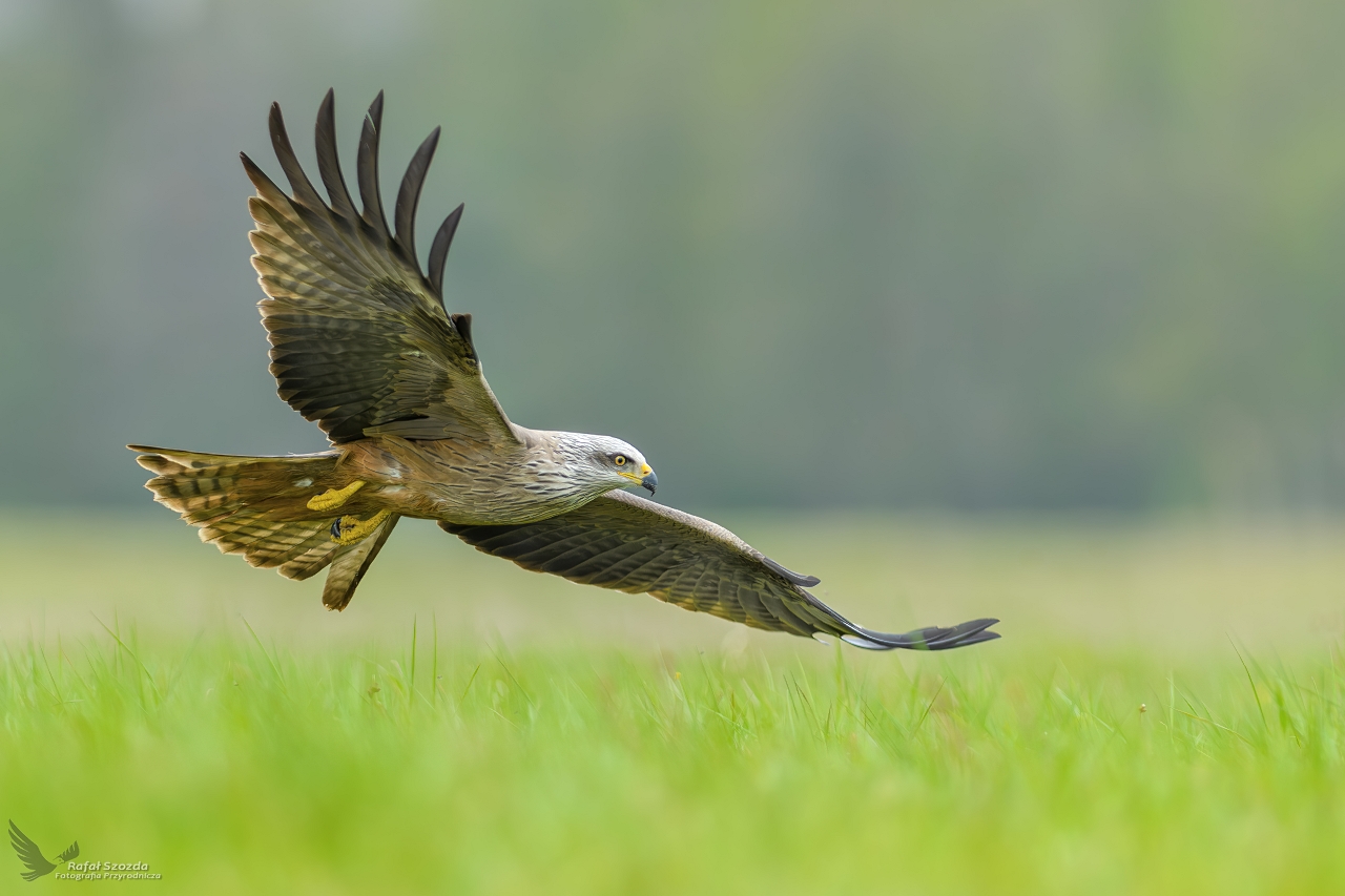 Kania Czarna, Black Kite (Milvus migrans) ...