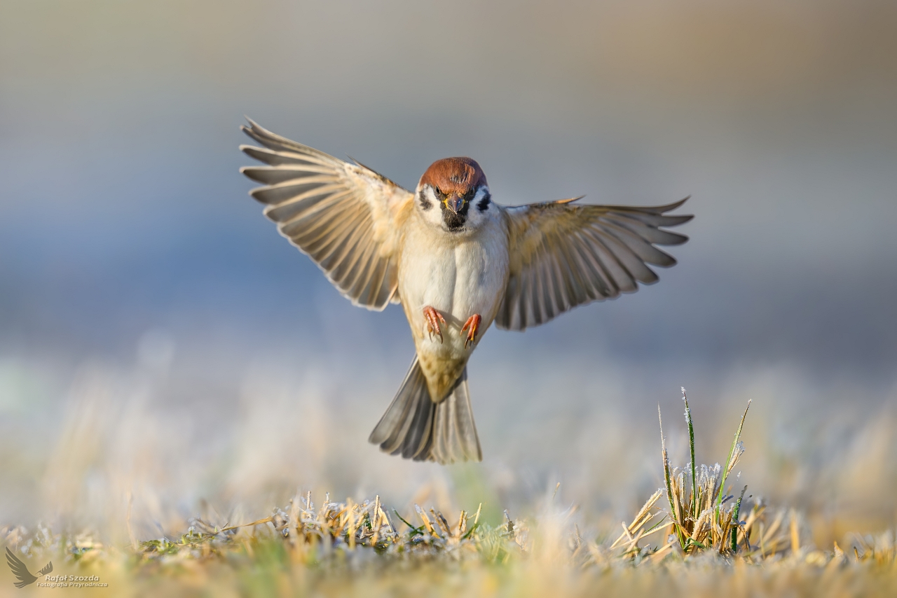 Mazurek, Eurasian Tree Sparrow (Passer montanus) ...