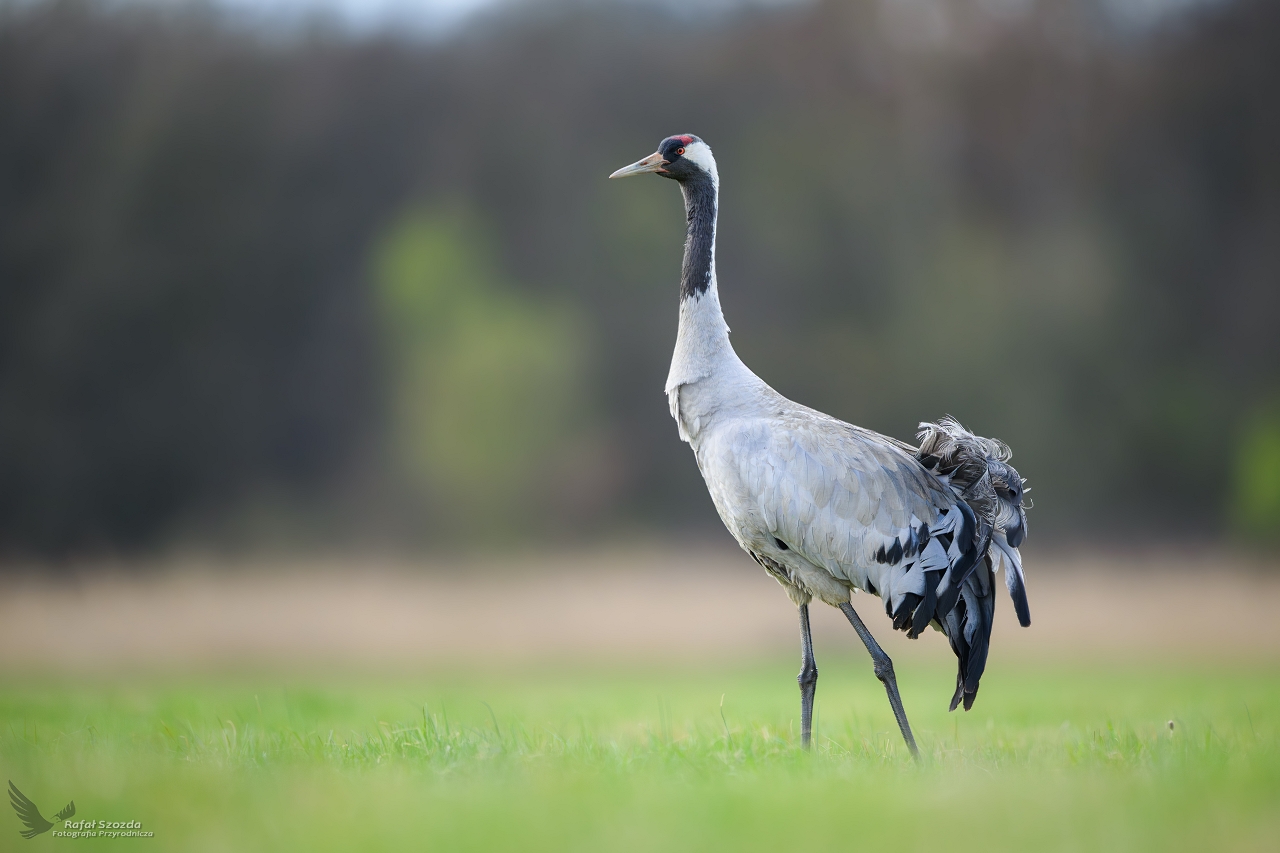 �uraw, Common Crane (Grus grus) ...