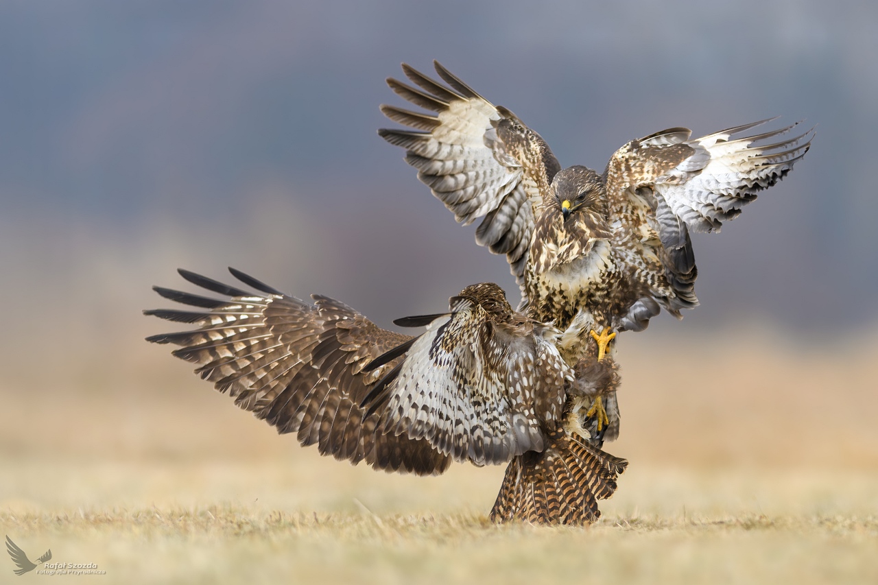 Myszo�owy, Common Buzzard (Buteo buteo) ...