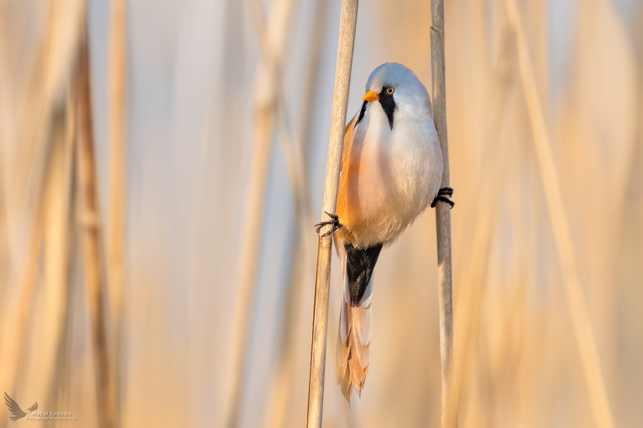 W�satka, Bearded Parrotbill (Panurus biarmicus) ...