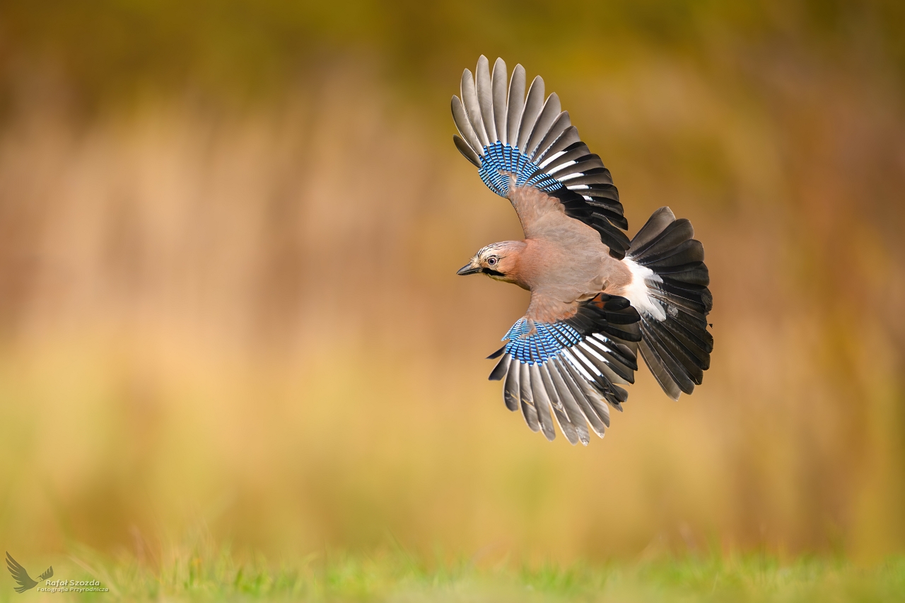 S�jka, Eurasian Jay (Garrulus glandarius) ...