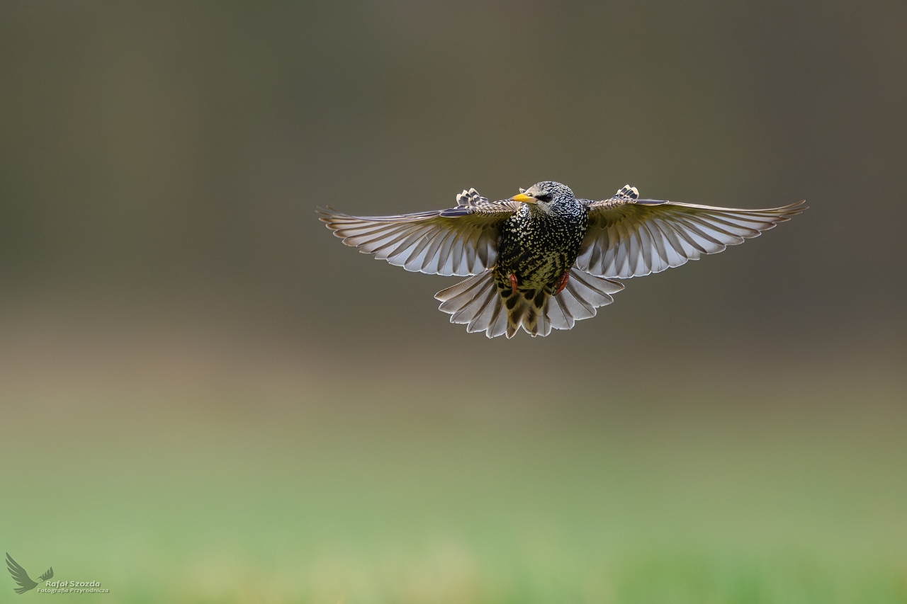 Szpak, Common Starling (Sturnus vulgaris) ...