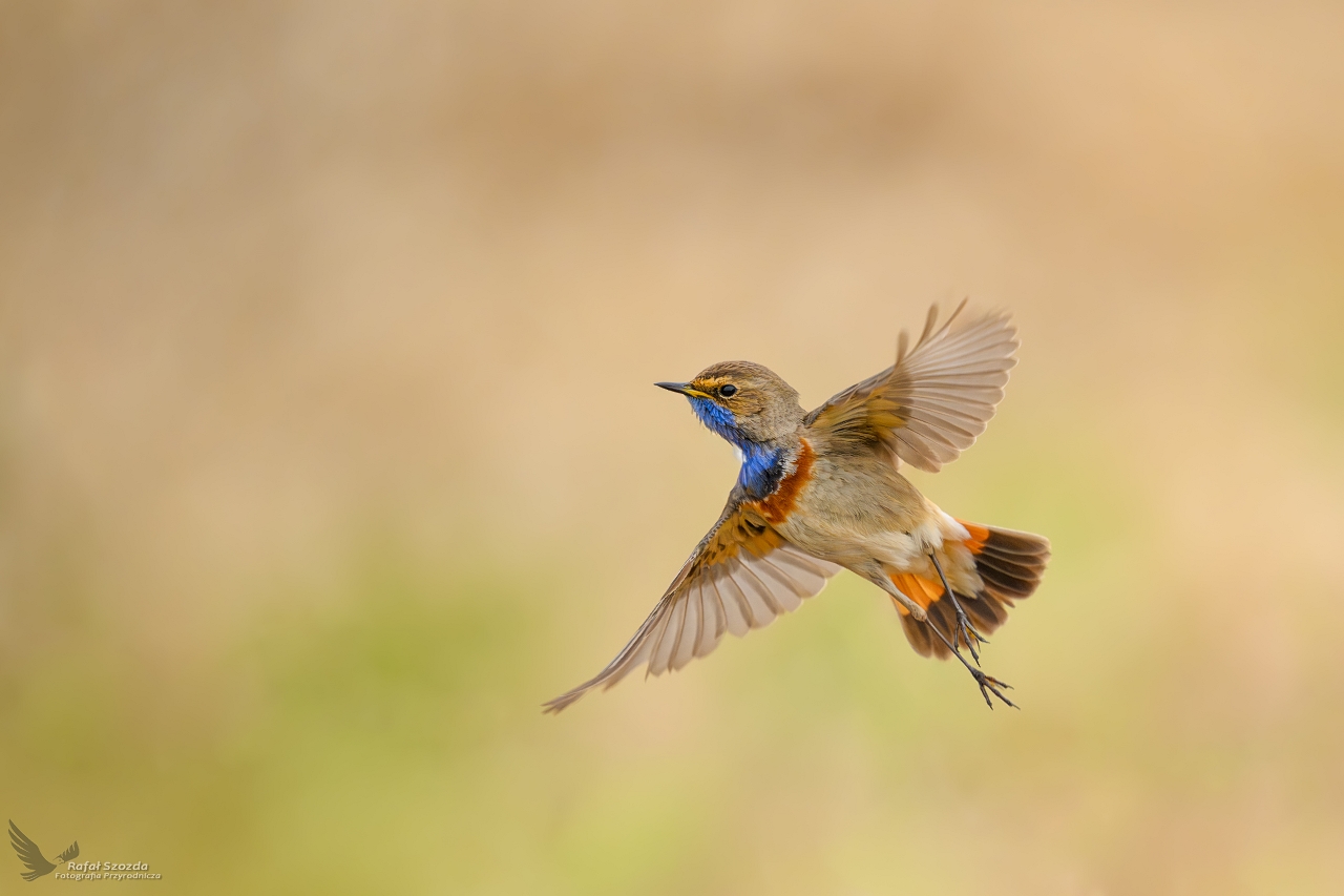 Podr�niczek, Bluethroat (Luscinia svecica) ... 2026r