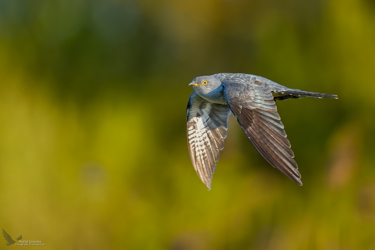 Kuku�ka, Common Cuckoo (Cuculus canorus) ... 2026r