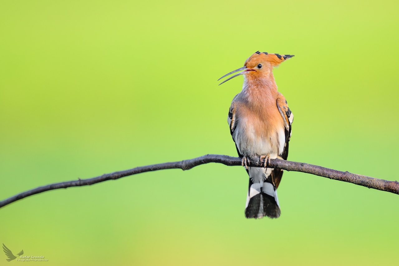 Dudek, Eurasian Hoopoe (Upupa epops) ... 2026r