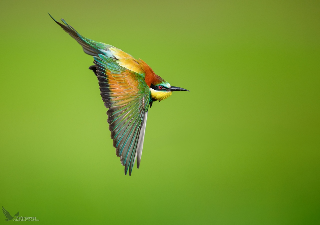 �o�na, European Bee-eater (Merops apiaster) ... 2026r
