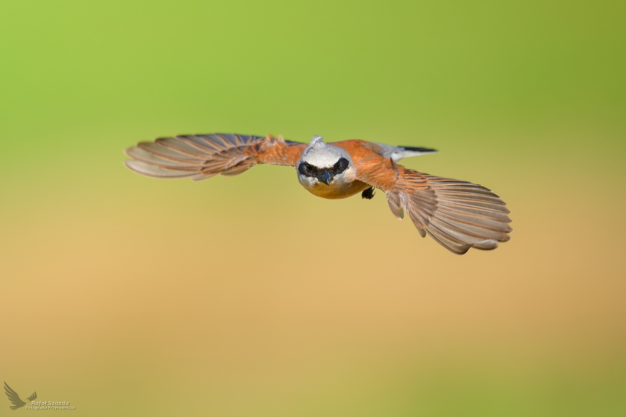 G�siorek, Red-backed Shrike (Lanius collurio) ...