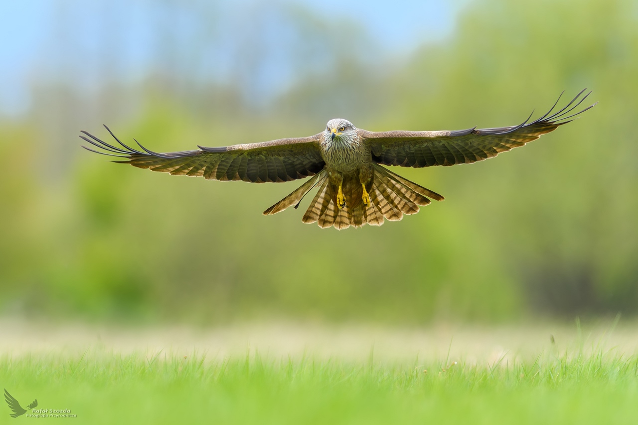 Kania Czarna, Black Kite (Milvus migrans) ...