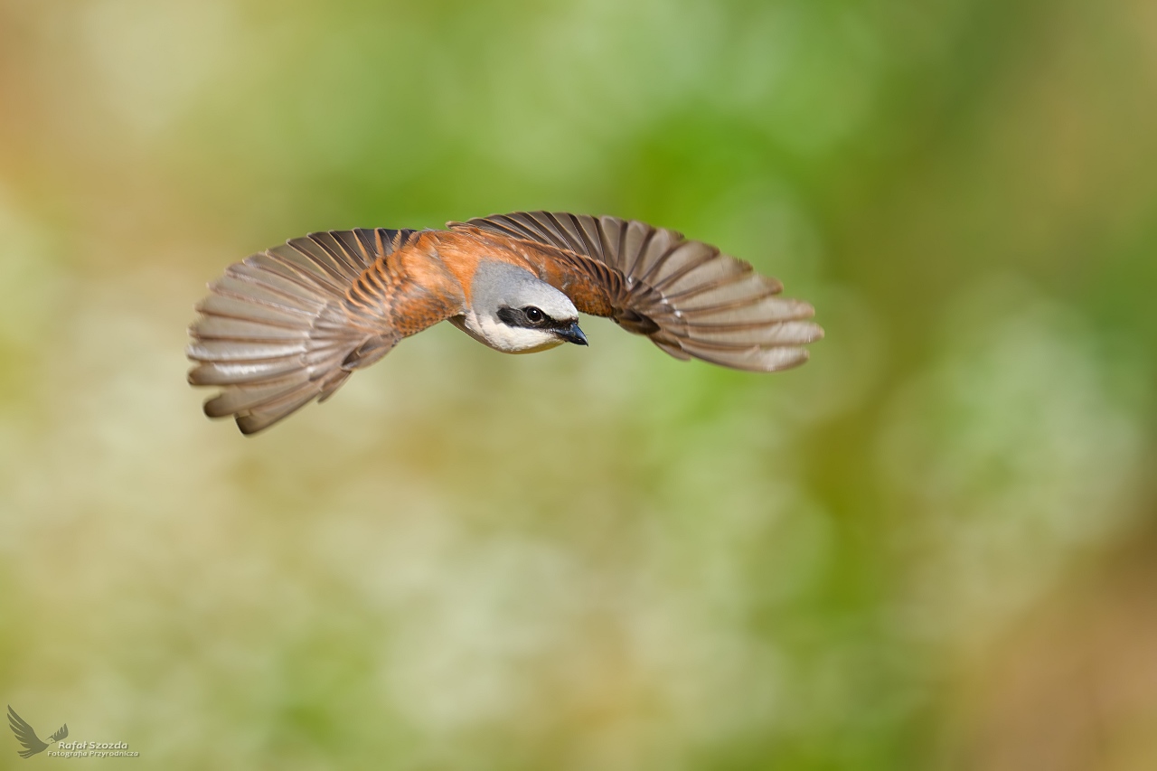G�siorek, Red-backed Shrike (Lanius collurio) ... 2026r
