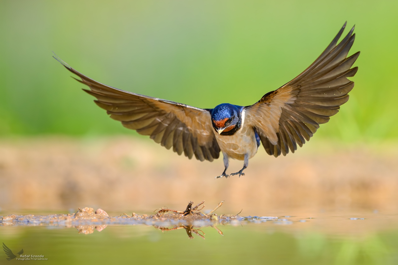 Dym�wka, Barn Swallow (Hirundo rustica) ...