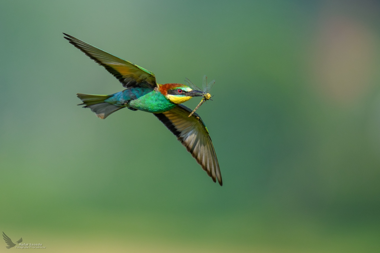 �o�na, European Bee-eater (Merops apiaster) ... 2026r