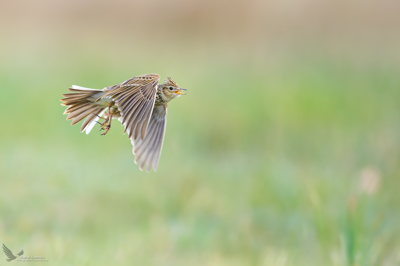 Skowronek, Sky Lark (Alauda arvensis) ...