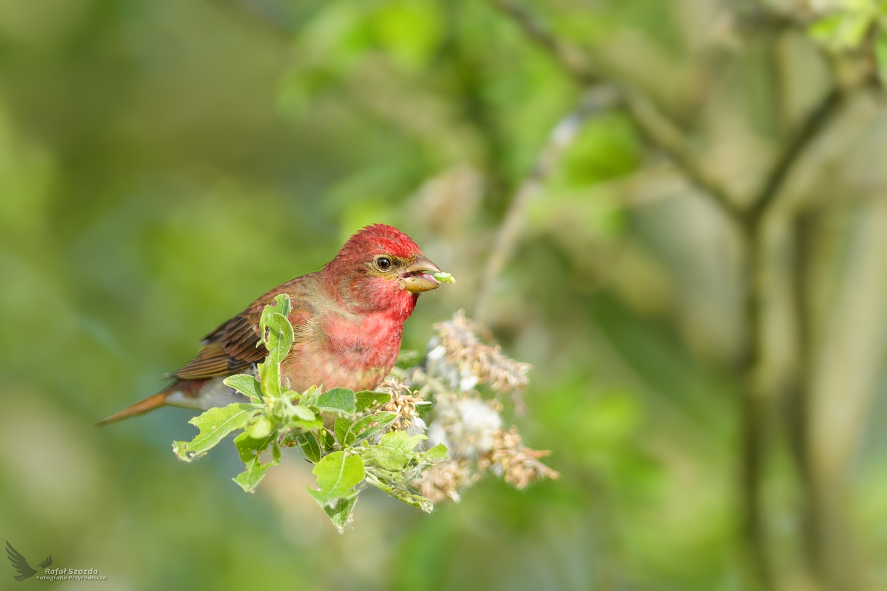 Dziwonia, Common Rosefinch (Carpodacus erythrinus) ...