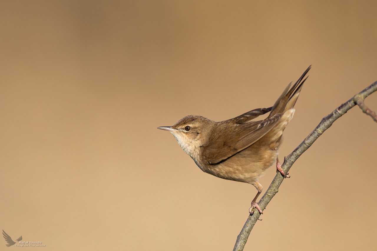 Brz�czka, Savi's Warbler (Locustella luscinioides) ...