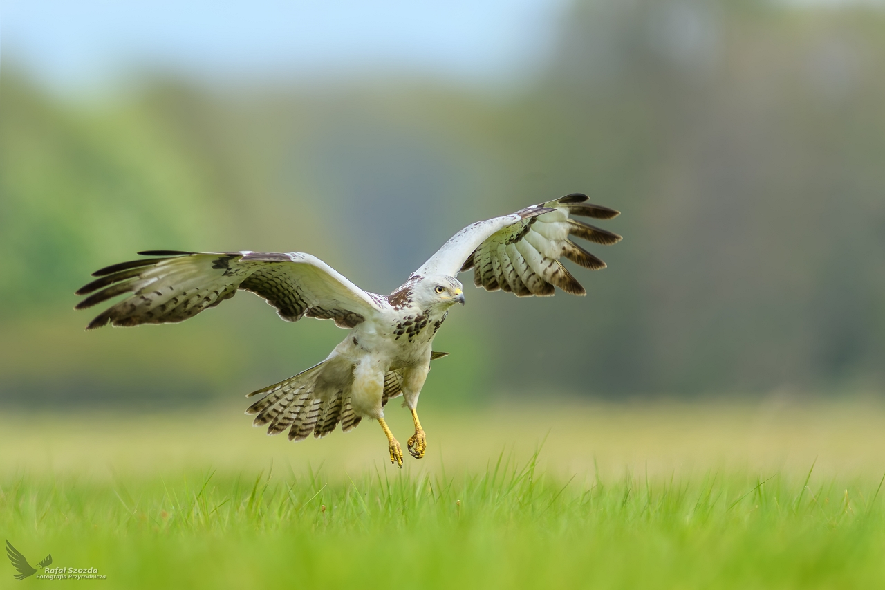 Myszo��w, Common Buzzard (Buteo buteo) ...