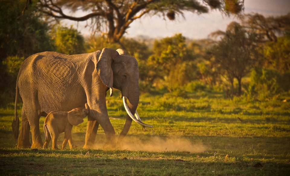 S�onie z Amboseli
