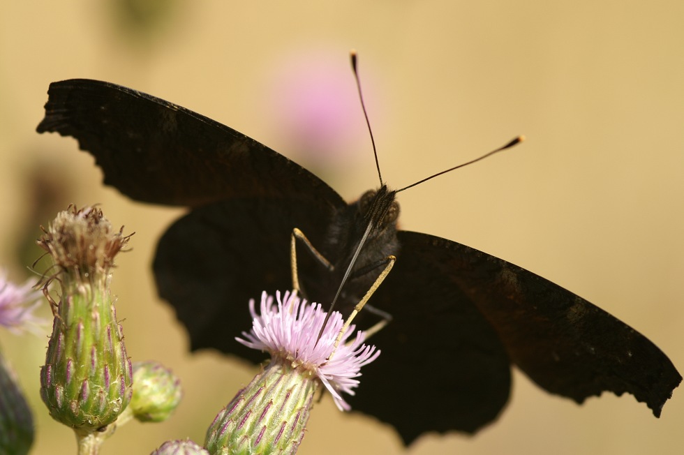 Motyl