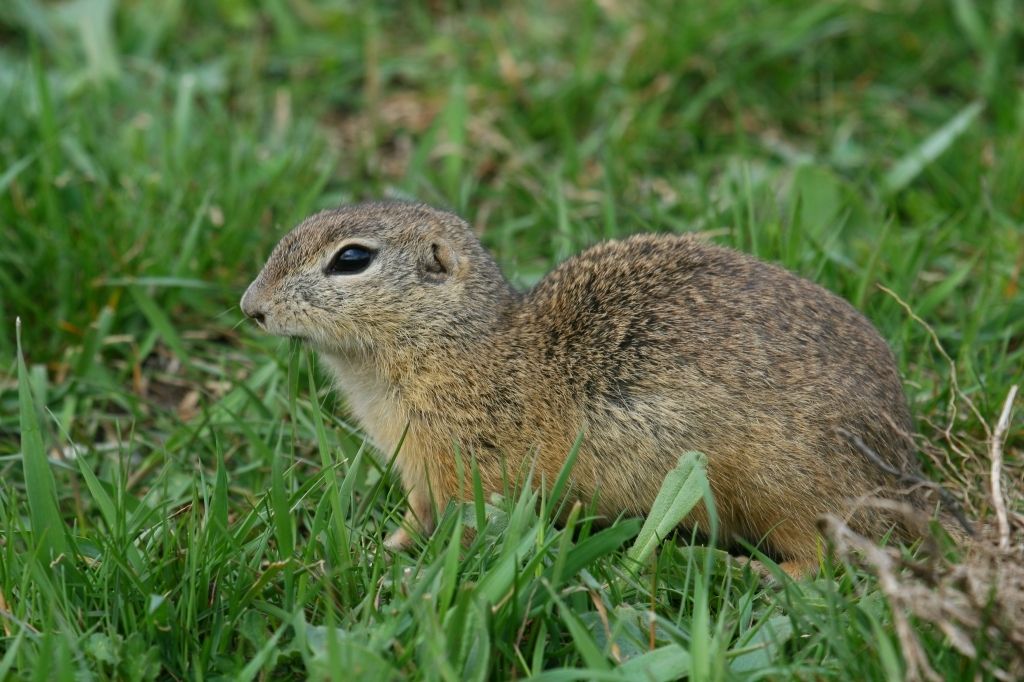 suse morgowany