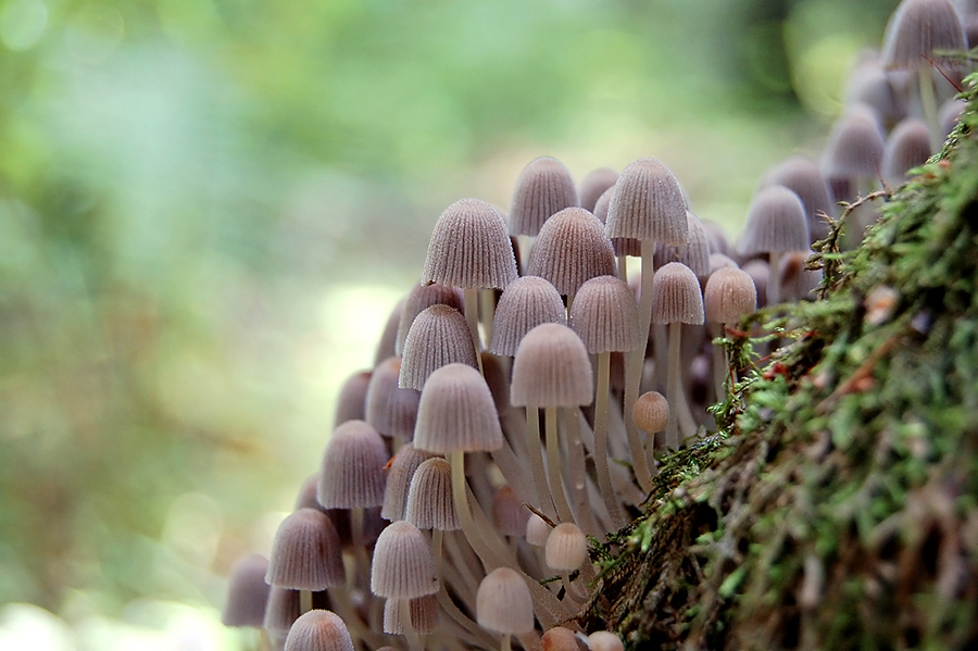 Czernidak gromadny (Coprinus disseminatus)