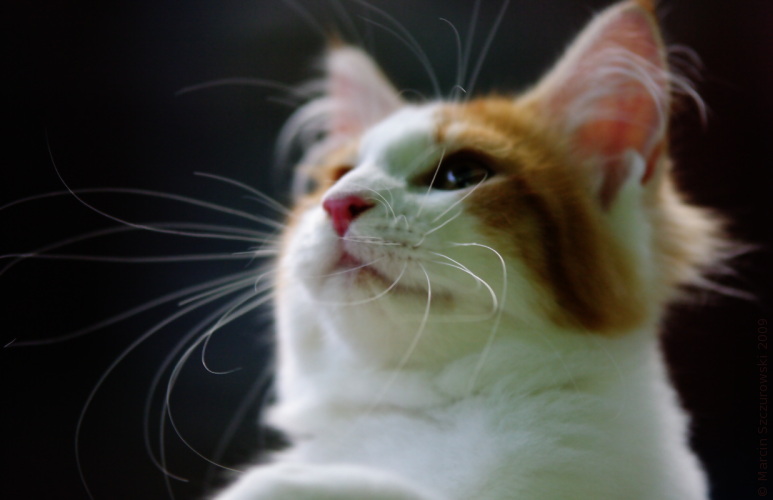 Maine Coon