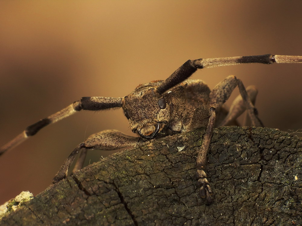 Tycz ciela (Acanthocinus aedilis)-portret