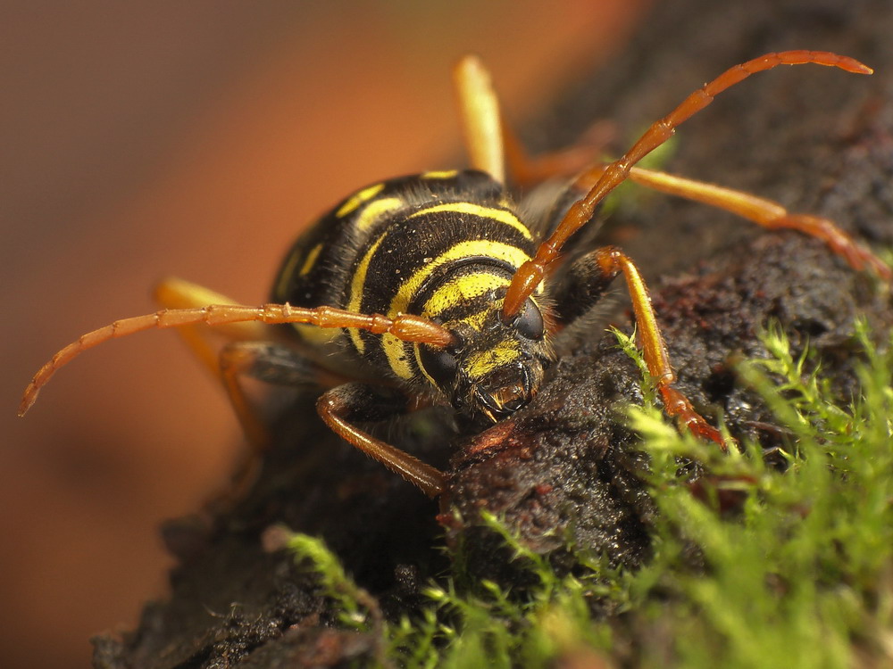 Panik paczasty(Plagionotus arcuatus )-portret przy kolacji