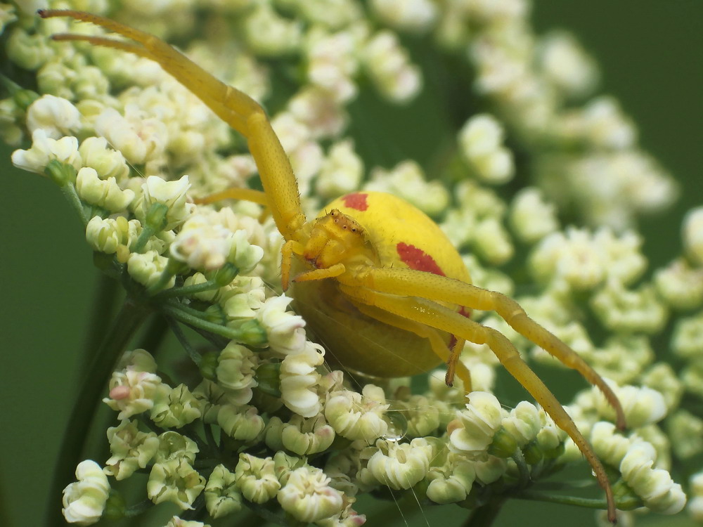 Kwietnik (Misumena vatia)-reparacja platformy