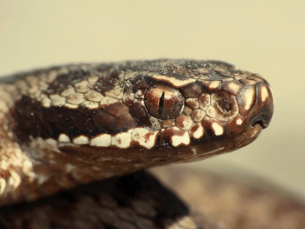 mija zygzakowata(Vipera berus)-portret