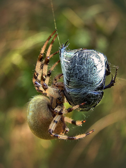 Krzyak kowy(Araneus quadratus)i uk(Geotrupes sp.)