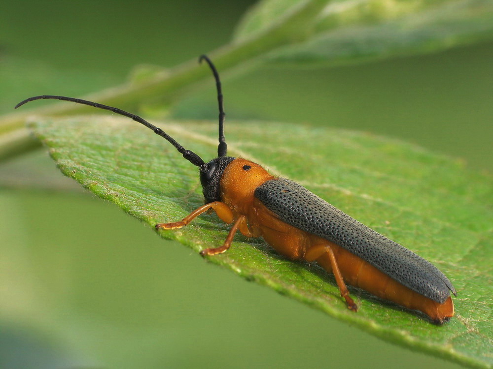 Duynka dwukropka(Oberea oculata)