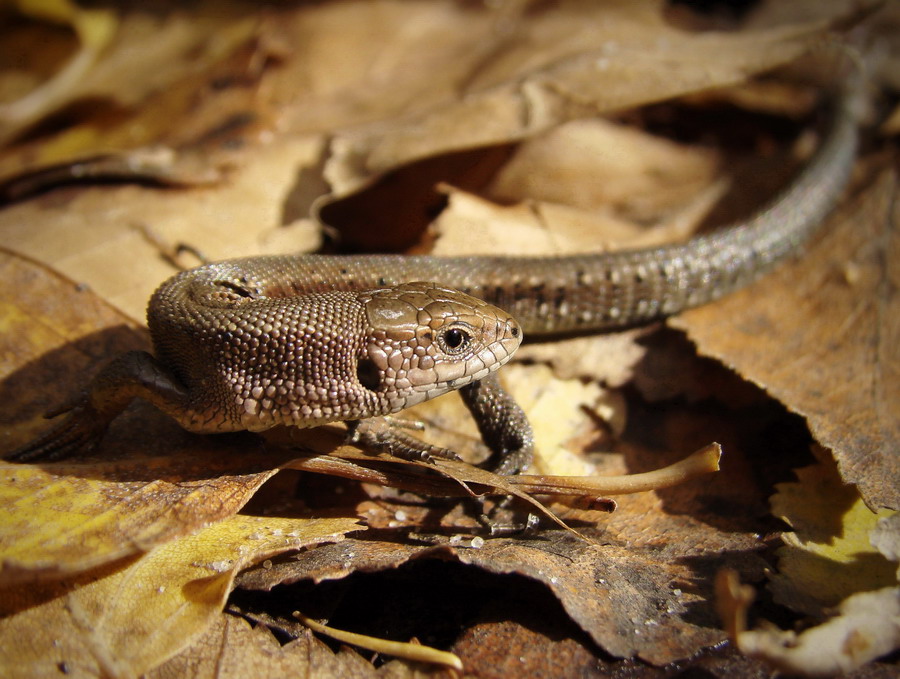 Jaszczurka zwinka (Lacerta agilis)