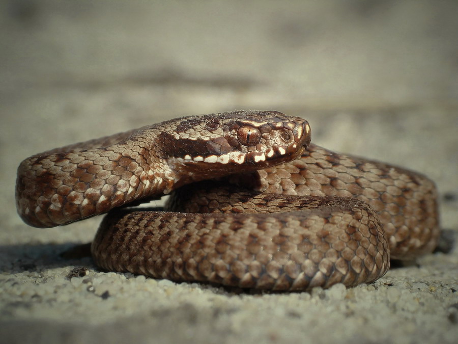 mija zygzakowata(Vipera berus)II...