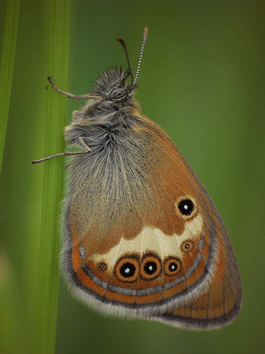Strzpotek perekowiec(Coenonympha arcania)