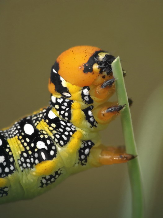 Zmrocznik wilczomleczek(Hyles euphorbiae)-gsienica..