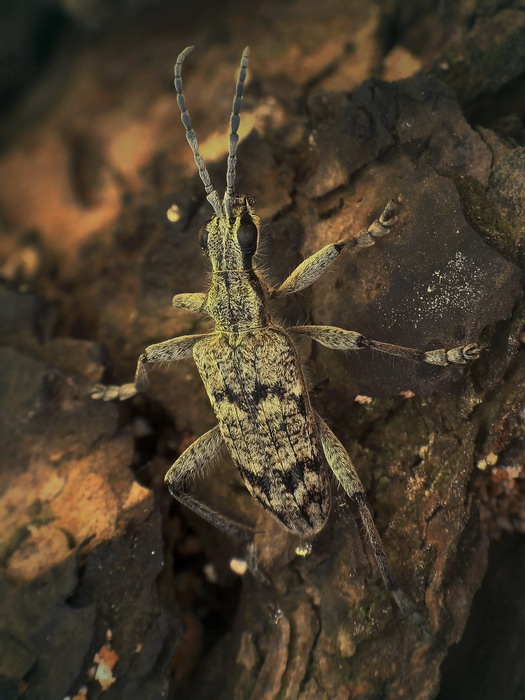 Rbacz pstry(Rhagium inquisitor)-na pieku