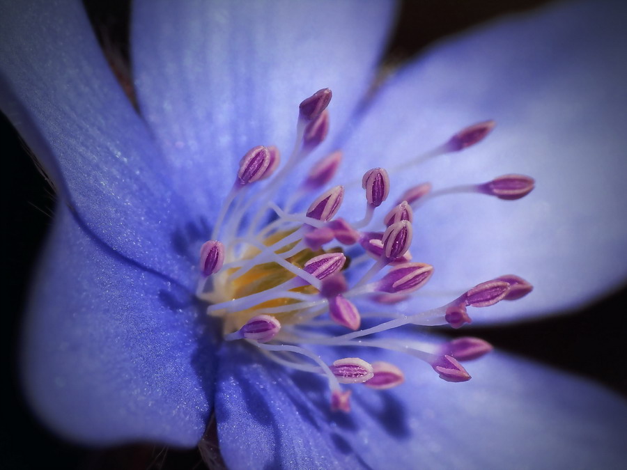 Przylaszczka pospolita (Hepatica nobilis )