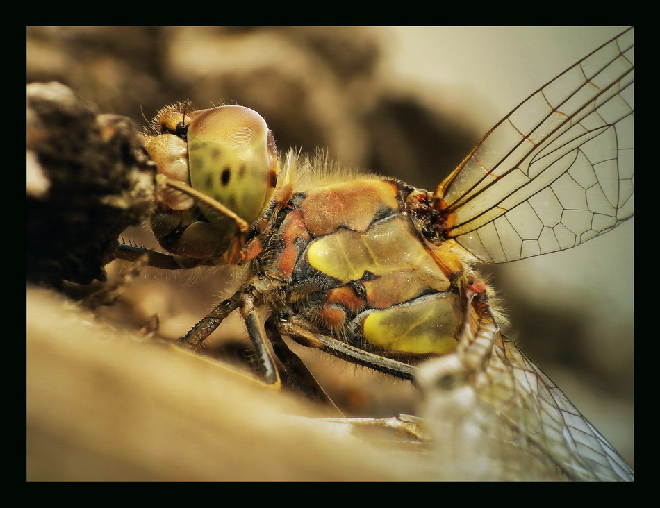 Szablak podobny(Sympetrum striolatum)